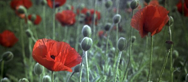 Мак прицветниковый - Sputnik Казахстан