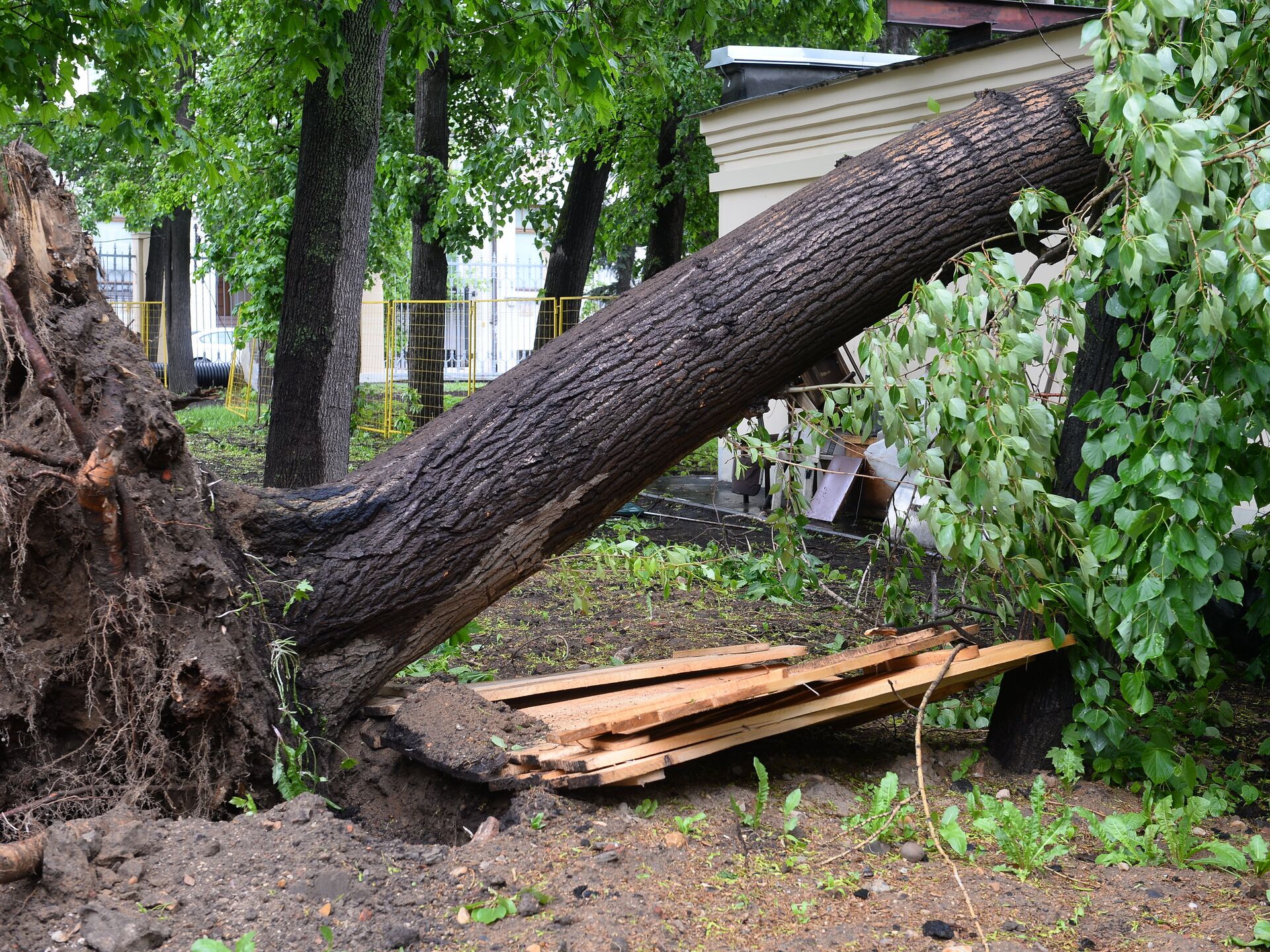 Пятьюдесятью деревьями. Ураган в Москве 1998. Сломанное дерево. Поваленное дерево. Упавшее дерево.