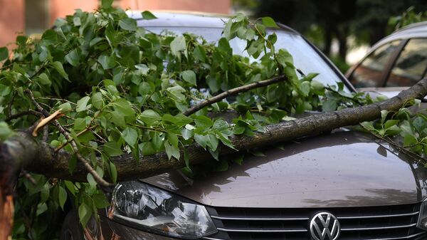 Көлікке құлаған ағаш - Sputnik Қазақстан