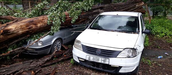 Алматыда көліктерге ағаш құлап кетті - Sputnik Қазақстан