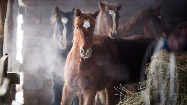 Лошади на конюшне, архивное фото - Sputnik Казахстан