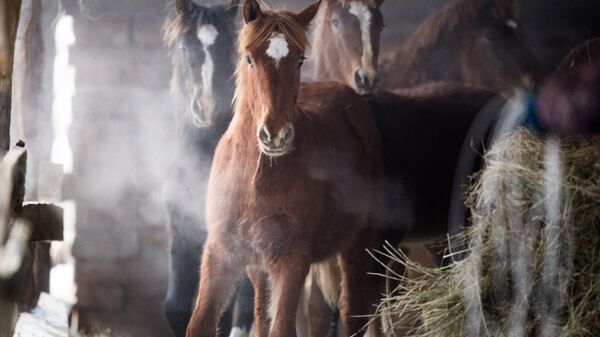Лошади на конюшне, архивное фото - Sputnik Казахстан