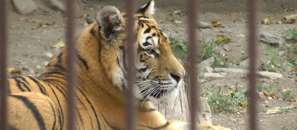 Тигренок Батыр адаптировался в зоопарке Алматы и снова ест мясо Тигренок Батыр адаптировался в зоопарке Алматы и снова ест мясо - Sputnik Казахстан