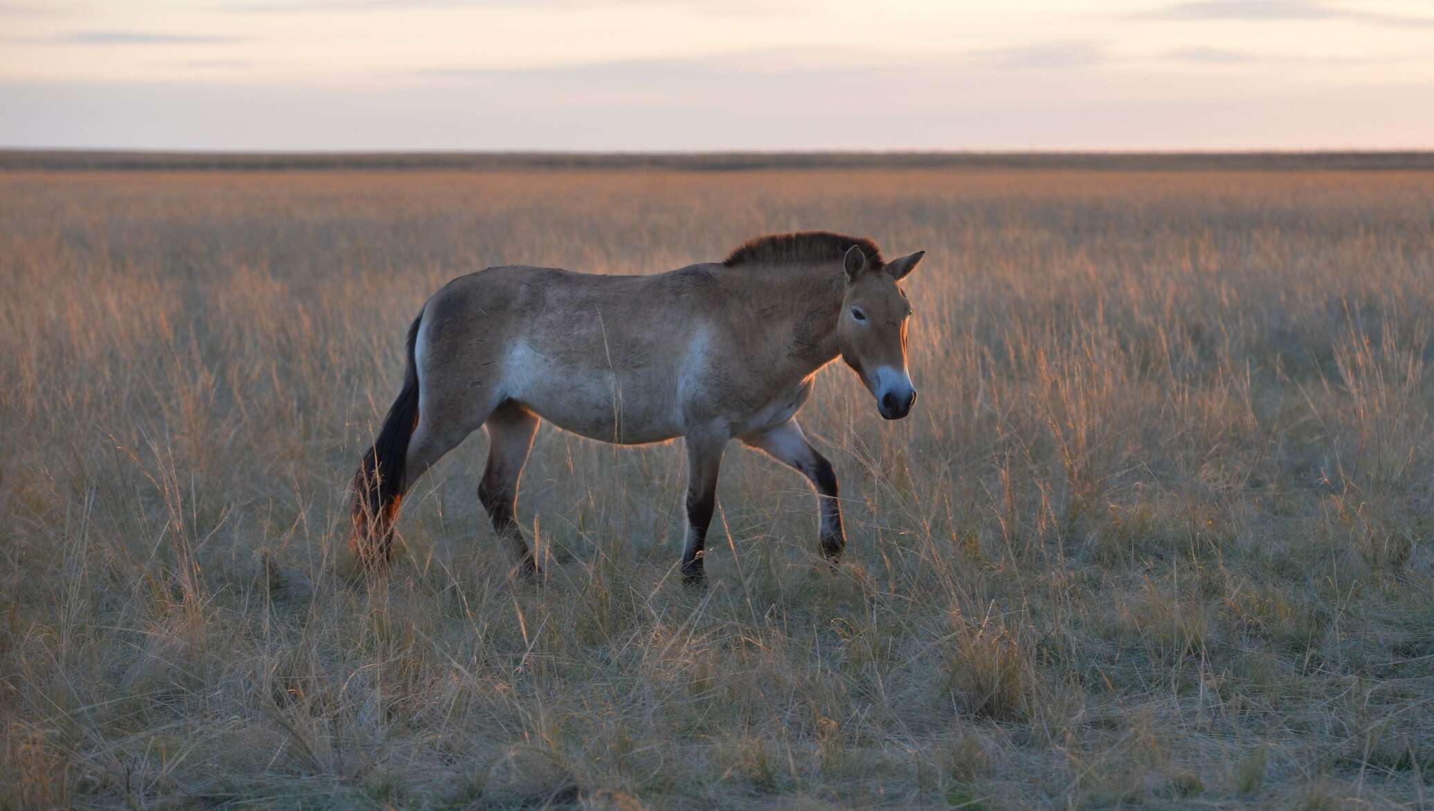 Лошадь Пржевальского Equus przewalskii