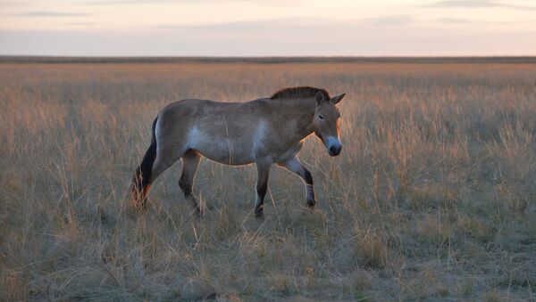 Лошадь Пржевальского, архивное фото - Sputnik Казахстан