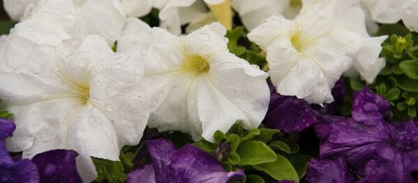 Капли дождя - Sputnik Казахстан