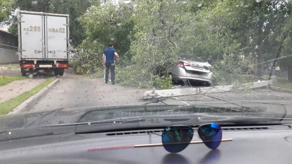 Дерево упало на автомобиль в Алматы - Sputnik Казахстан