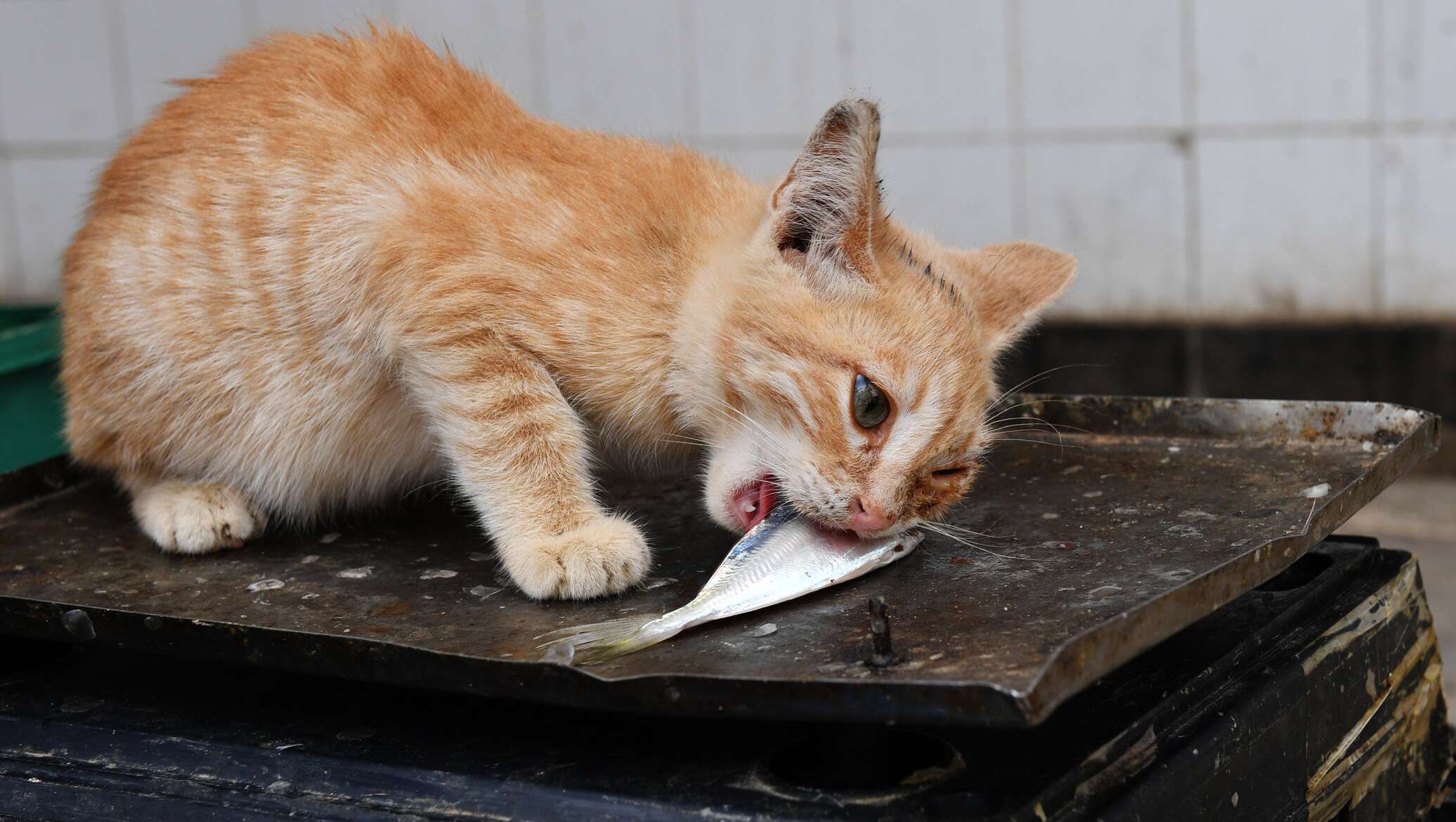 Кошки во время еды. Котенок ест рыбу. Рыжий кот с рыбой. Голодный рыжий кот. Рыжий кот ворует.
