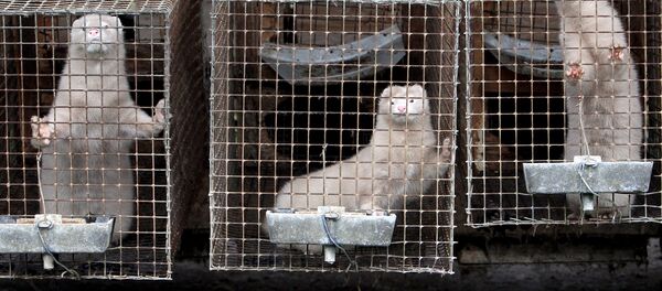 Зверохозяйство, специализирующееся на разведении песца и норки, архивное фото - Sputnik Казахстан