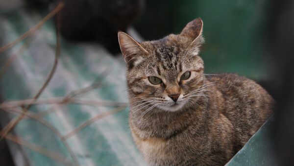 Бездомные кошки - Sputnik Казахстан