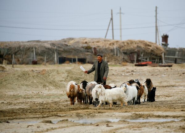 Человек ведет скот с пастбища близ Аральского моря, на юго-западе Казахстана, архивное фото - Sputnik Казахстан