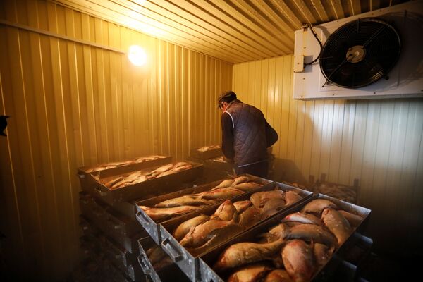 Местный житель работает на рыбном сортировочном заводе близ Аральского моря, архивное фото - Sputnik Казахстан