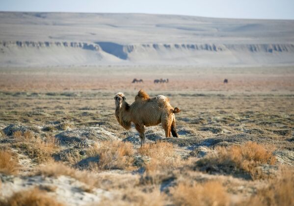 Верблюд за пределами села близ Аральского моря, архивное фото - Sputnik Казахстан