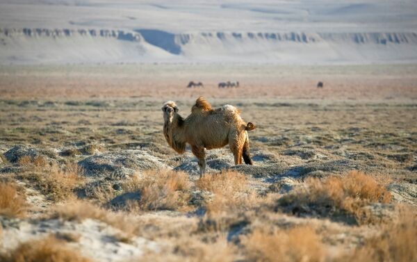 Верблюд за пределами села близ Аральского моря, архивное фото - Sputnik Казахстан
