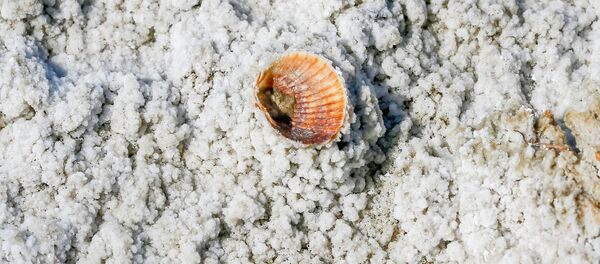Морская раковина видна на засоленных части Аральского побережья, архивное фото Морская раковина видна на засоленных части Аральского побережья, архивное фото - Sputnik Казахстан