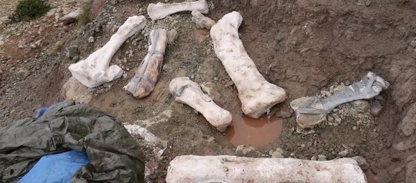 В Испании нашли останки зауропода В Испании нашли останки зауропода - Sputnik Казахстан