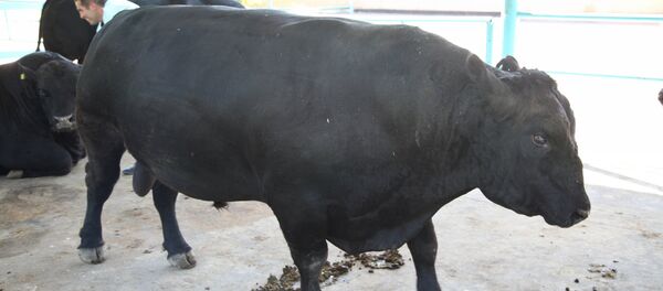 Бык - Sputnik Казахстан