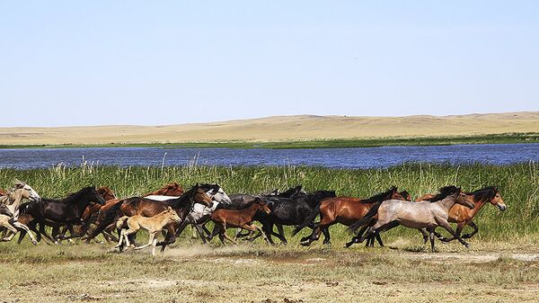 Лошади, архивное фото - Sputnik Казахстан