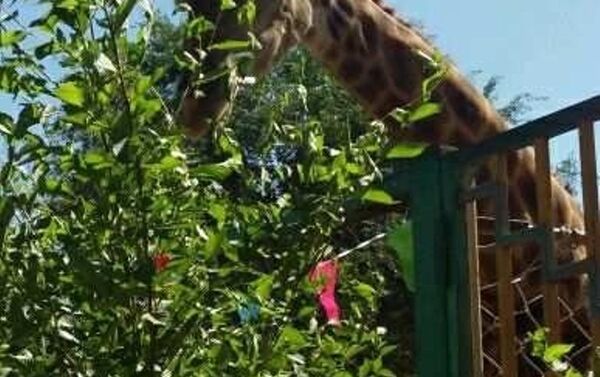 День рождения жирафа Астаны в зоопарке Шымкента - Sputnik Казахстан
