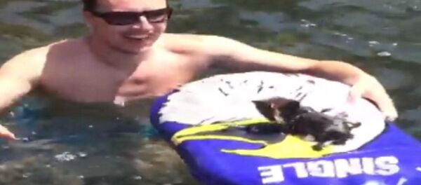 Брошенный на диком пляже котенок прыгнул в воду, чтобы доплыть до людей Брошенный на диком пляже котенок прыгнул в воду, чтобы доплыть до людей - Sputnik Казахстан