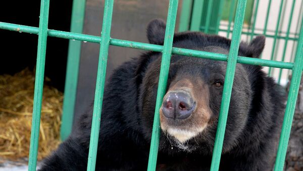 Гималайский медведь в зоопарке, архивное фото - Sputnik Казахстан
