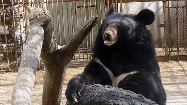 Гималайский медведь в Алматинском зоопарке - Sputnik Казахстан