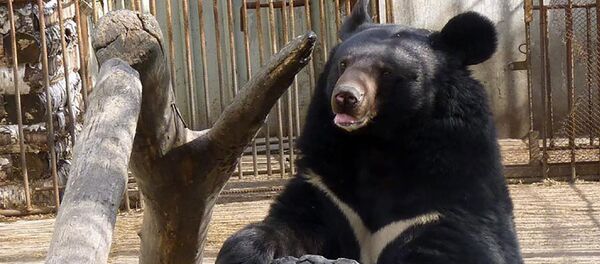Гималайский медведь в Алматинском зоопарке Гималайский медведь в Алматинском зоопарке - Sputnik Казахстан