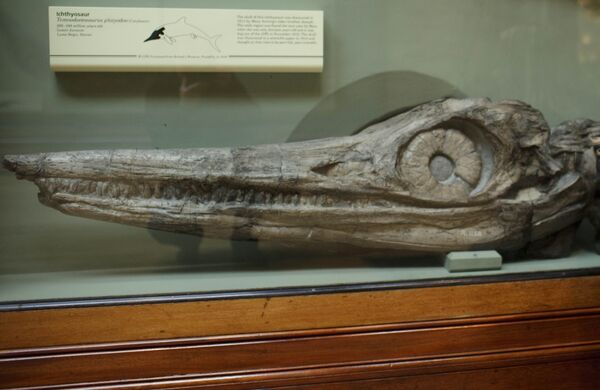 Окаменелость плезиозавра, выставленная в музее, архивное фото Окаменелость плезиозавра, выставленная в музее, архивное фото - Sputnik Казахстан