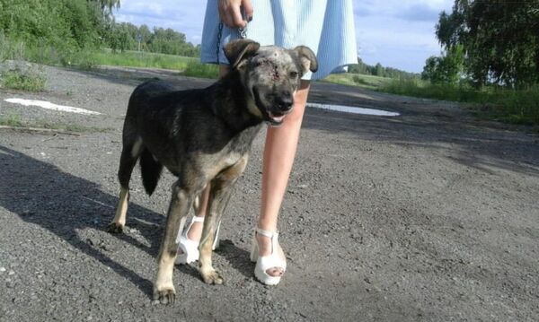 Пострадавший от рук живодеров пес Гром Пострадавший от рук живодеров пес Гром - Sputnik Казахстан