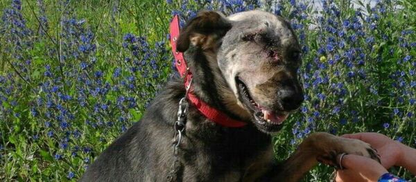 Пострадавший от рук живодеров пес Гром - Sputnik Казахстан