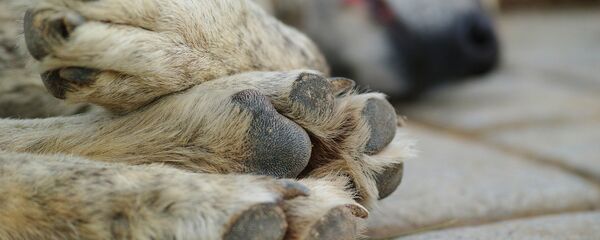 Собака Собака - Sputnik Казахстан