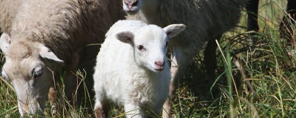 Овцы Овцы - Sputnik Казахстан