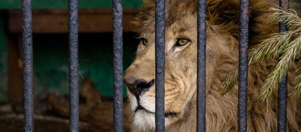 Лев в зоопарке, архивное фото Лев в зоопарке, архивное фото - Sputnik Казахстан