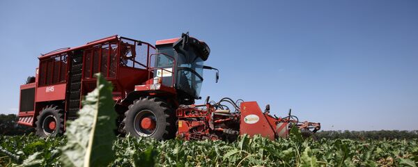 Уборка сахарной свеклы Уборка сахарной свеклы - Sputnik Казахстан
