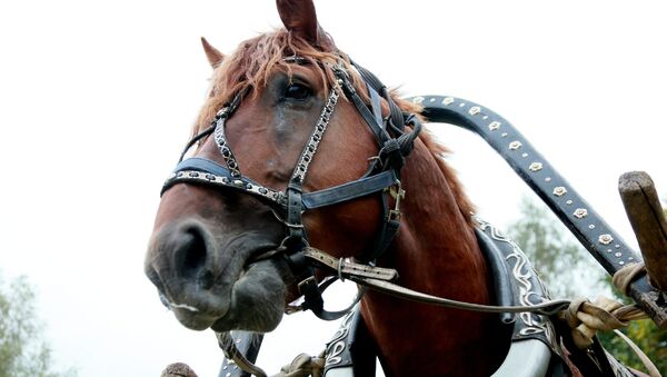 Запряженная лошадь, архивное фото - Sputnik Казахстан