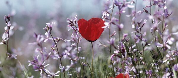 Гүлдер - Sputnik Қазақстан