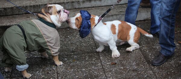 Архивное фото породистых собак Архивное фото породистых собак - Sputnik Казахстан