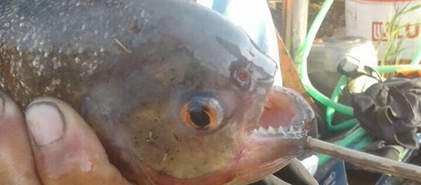 Пиранья, выловленная в канале в Астане - Sputnik Казахстан