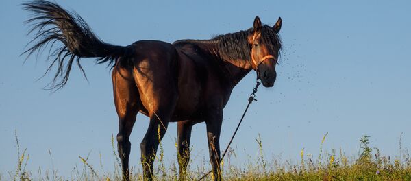 Лошадь Лошадь - Sputnik Казахстан