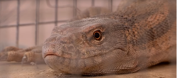 Варан Варан - Sputnik Казахстан