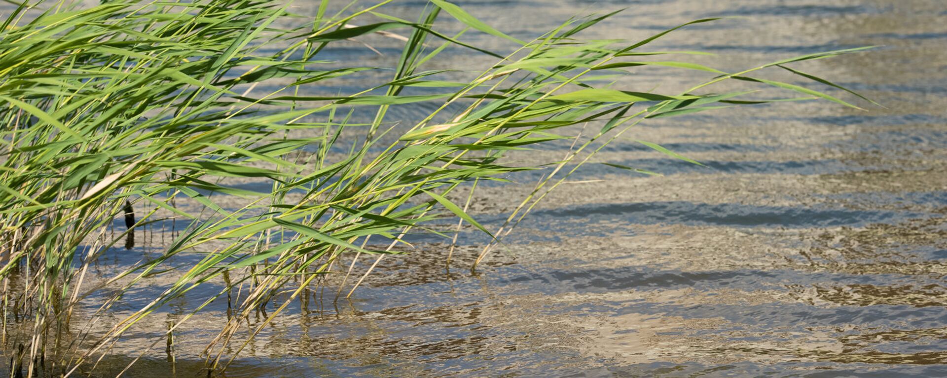 Речные камыши,архивное фото - Sputnik Қазақстан, 1920, 28.03.2026