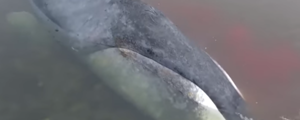 Кит застрял в устье реки в Хабаровском крае - Sputnik Казахстан