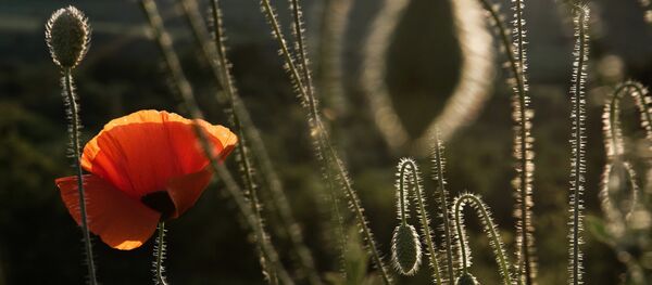 Цветущие маки Цветущие маки - Sputnik Казахстан