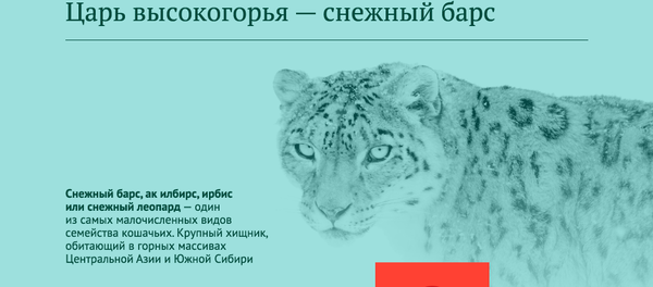 Царь высокогорья - снежный барс Царь высокогорья - снежный барс - Sputnik Казахстан