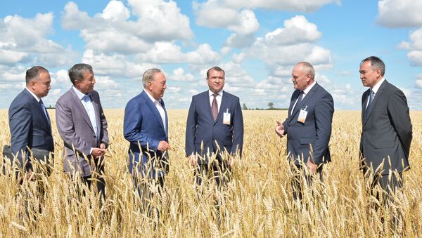 Нурсултан Назарбаев посещает пшеничные поля в Акмолинской области - Sputnik Казахстан