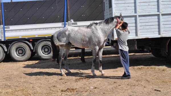 Конь по имени Экспо - Sputnik Казахстан