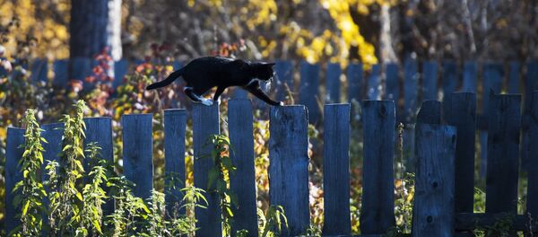 Кот на заборе Кот на заборе - Sputnik Казахстан