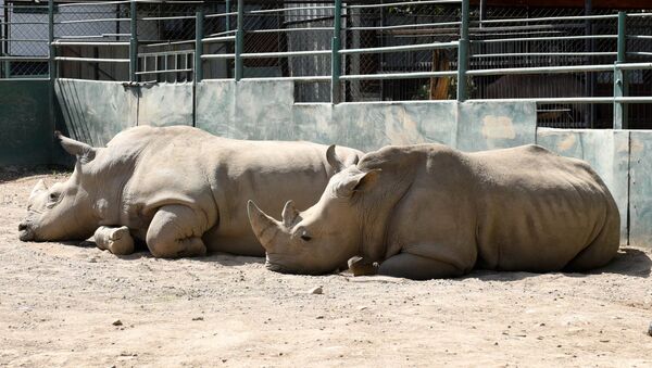 Носорог в Алматинском зоопарке, архивное фото - Sputnik Казахстан