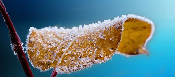 Заморозки Заморозки - Sputnik Казахстан