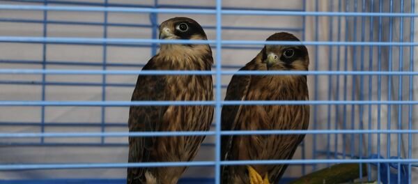 Соколы-балабаны - Sputnik Казахстан